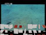 自然传奇 自然传奇 2011年 第39期 揭秘动物行为（五）