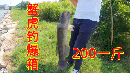 用几十根竹子做鱼竿，200一斤的蟹虎钓爆箱了，给老爸做美食
