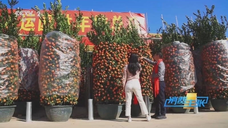 消费主张 《消费主张》 20250205 2025家乡的年味儿（十六）：广东茂名