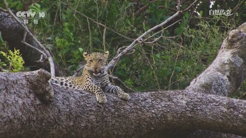 《自然传奇》 20260318 活力非洲 2
