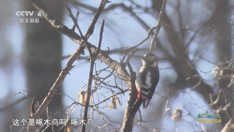 远方的家 《远方的家》 20251224 中国自然秘境 雪映长白 生态守望