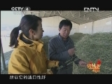 远方的家 北纬30°·中国行 第一百八十九集 阿里：在希望的田野上 《远方的家》20130326