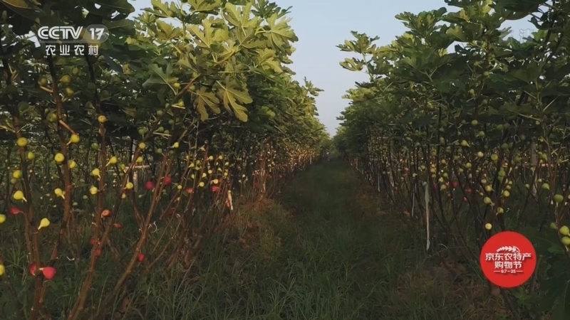 《丰收节的清晨》 20220923 浙江