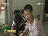消费主张 《消费主张》 20160719 缤纷水果夏飘香——芒果