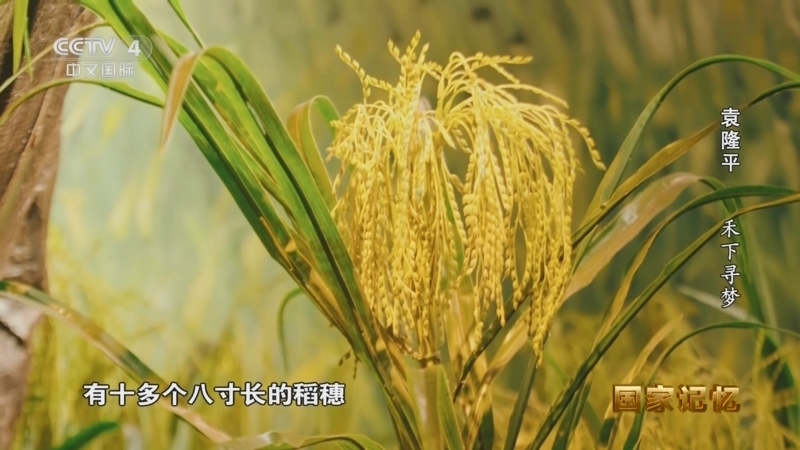 国家记忆 《国家记忆》 20250923 袁隆平 禾下寻梦