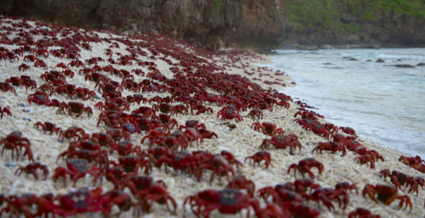 Christmas_Island_Red_Crabs