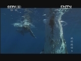 魅力纪录（CCTV-1综合频道） 《地球脉动》 9 多样浅海 20121116