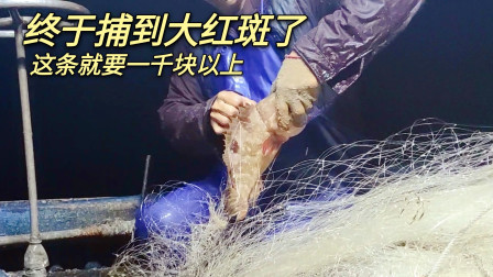 南澳岛赶海日记 网友承包彪哥放在外海的渔网，终于捕到大红斑了，一条就要值一千元以上