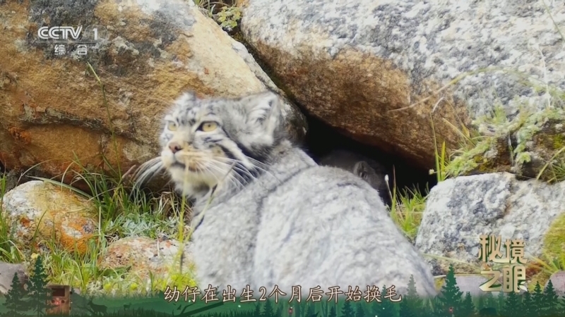 秘境之眼 《秘境之眼》 兔狲 20250923