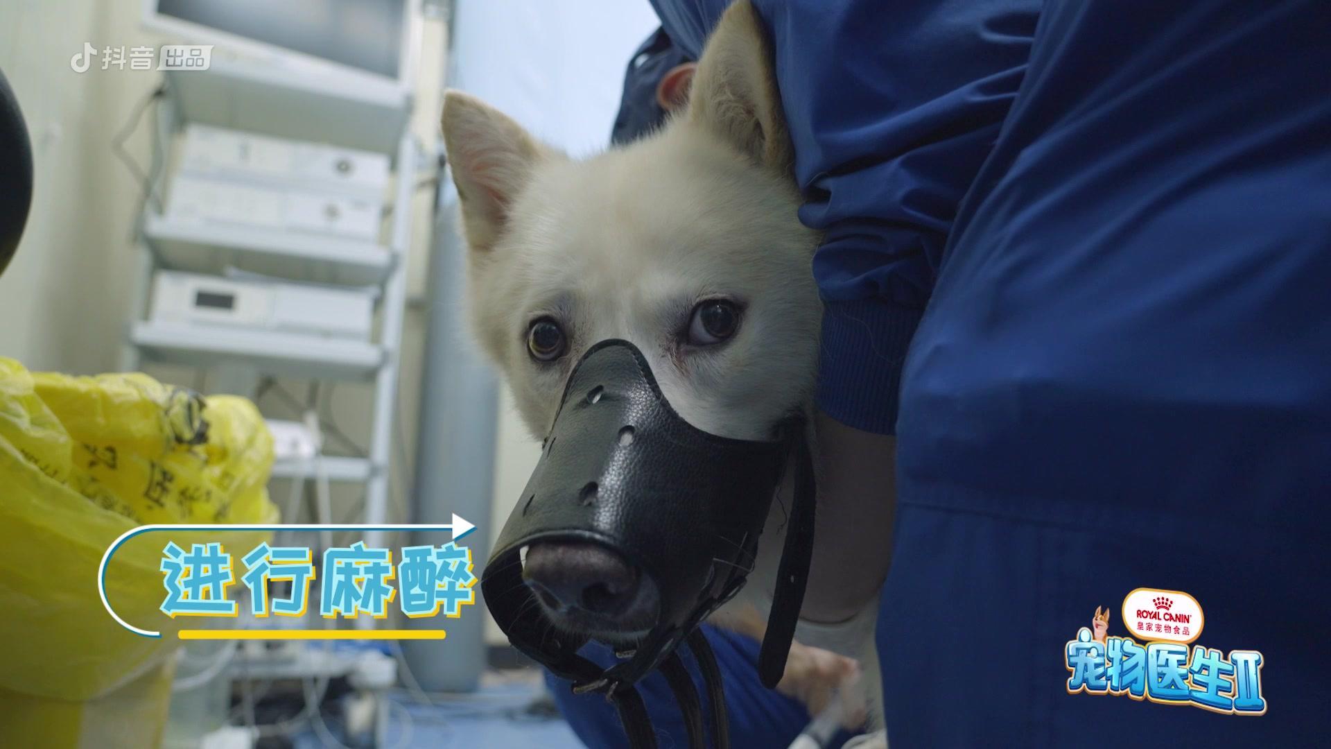 宠物医生第二季