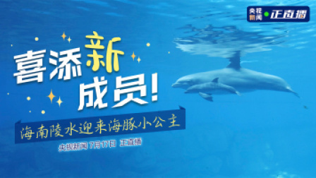 喜添新成员！ 海南陵水迎来海豚小公主