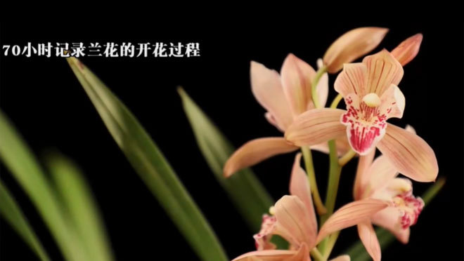 致富经 《致富经》 20201222 我回村里来 带着兰花草