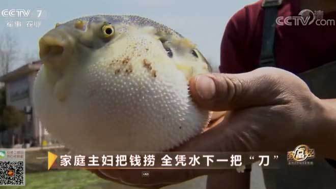 致富经 [致富经]家庭主妇把钱捞 全凭水下一把“刀” 20190412