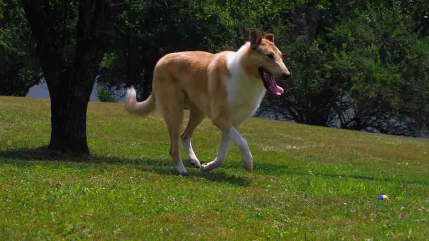 《萌宠成长记第二季》第4集