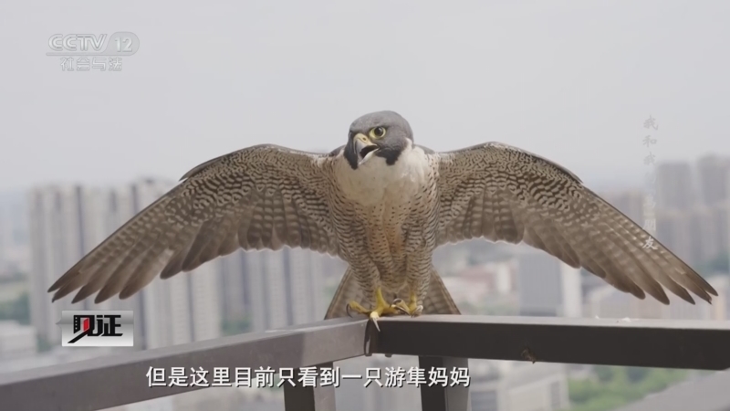 《见证》 20260316 我和我的“鸟”朋友