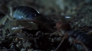 动物特种部队 第二季3