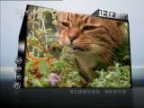 动物世界 动物世界 2011年 第62期