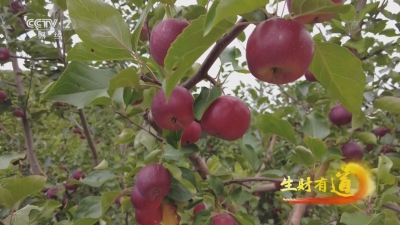 生财有道 《生财有道》 20221115 咱们家乡有特产——黑龙江东宁：寒地果飘香