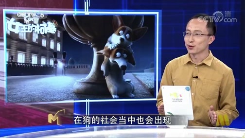 今日影评 《今日影评》 20190904 女王的柯基