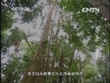 地理中国 《地理中国》 20130601 “毒物”追踪·夺命加布