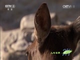 人与自然 《人与自然》 20150108 自然发现：黄石公园——夏季（下）