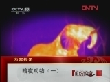 自然传奇 《自然传奇》 20120317 暗夜动物 （一）