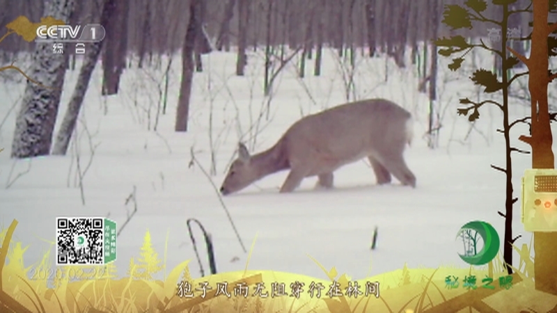 《秘境之眼》 狍 20210420