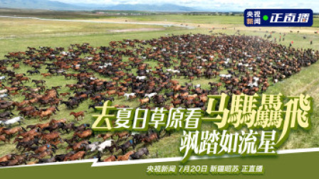 去夏日草原看马騳驫飛 飒踏如流星