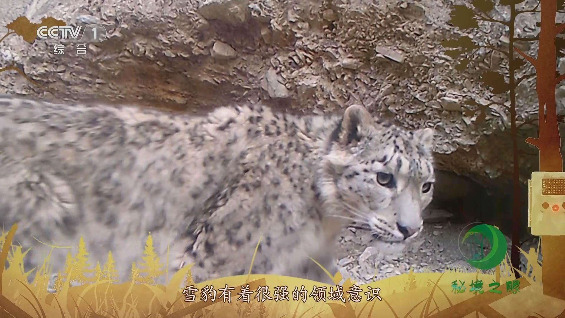 秘境之眼 《秘境之眼》 雪豹 20230825