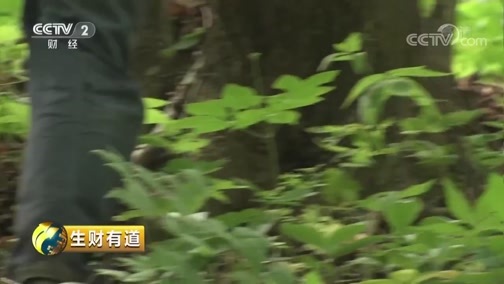 生财有道 《生财有道》 20190815 吉林柳河：生态山水间 全域旅游火