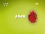 自然传奇 《自然传奇》 20170308 和野兽同行