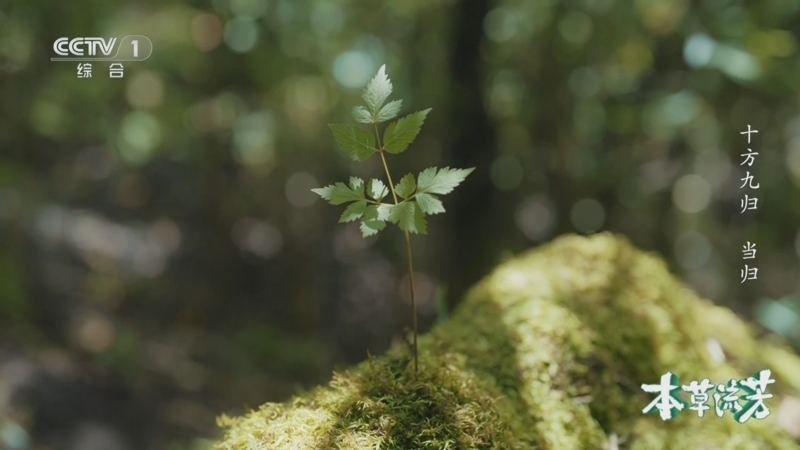 《本草流芳》 第6集 十方九归