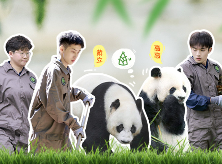 熊猫一家人 第6期：大熊猫养老生活全揭秘