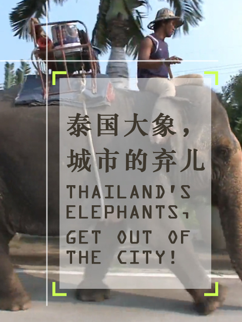 泰国大象，城市的弃儿 海报