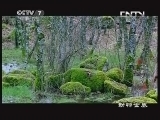 动物世界 《动物世界》 20130517 王者之心（二）