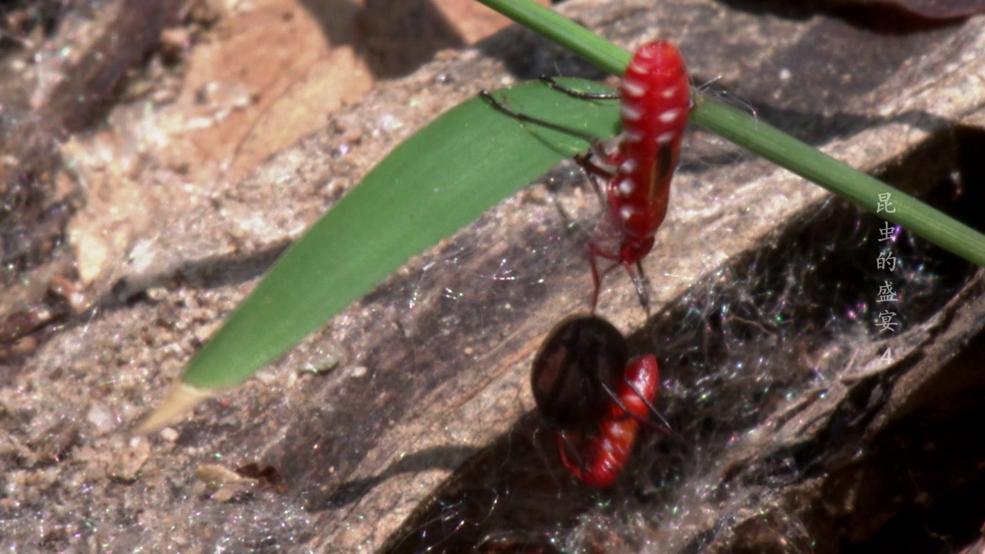 昆虫的盛宴 第4集