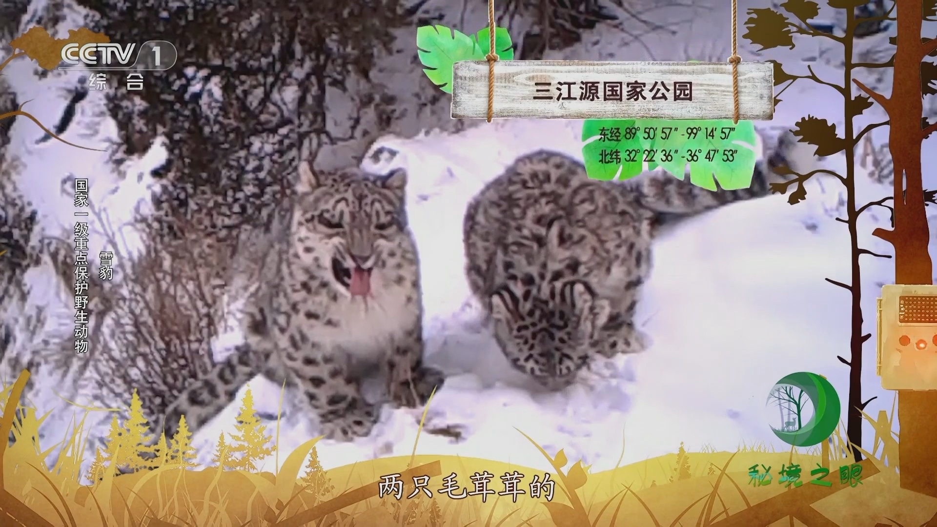 秘境之眼 《秘境之眼》 雪豹/水雉/黄喉貂/四川羚牛 20230813