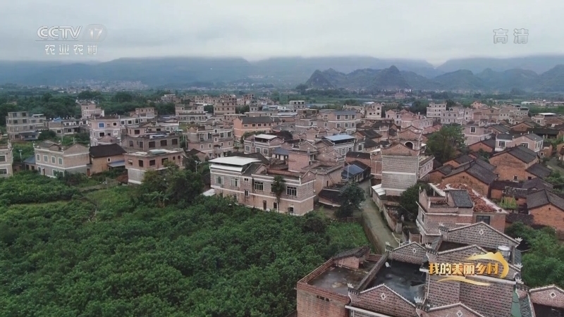 《我的美丽乡村》 20210728 九甲古村的惬意生活