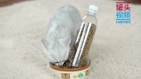 举起爪儿来 塑料瓶变身猫咪自动喂食器 02