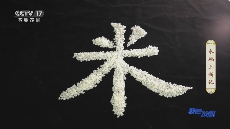 我爱发明 《我爱发明》 20230821 水稻上新记