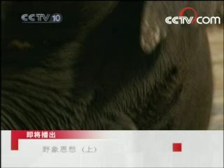 探索发现 野象恩仇 上