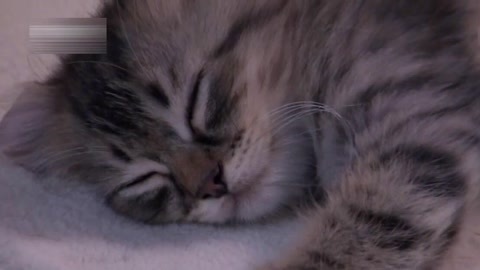 萌宠养成计划 小猫咪公寓探险记