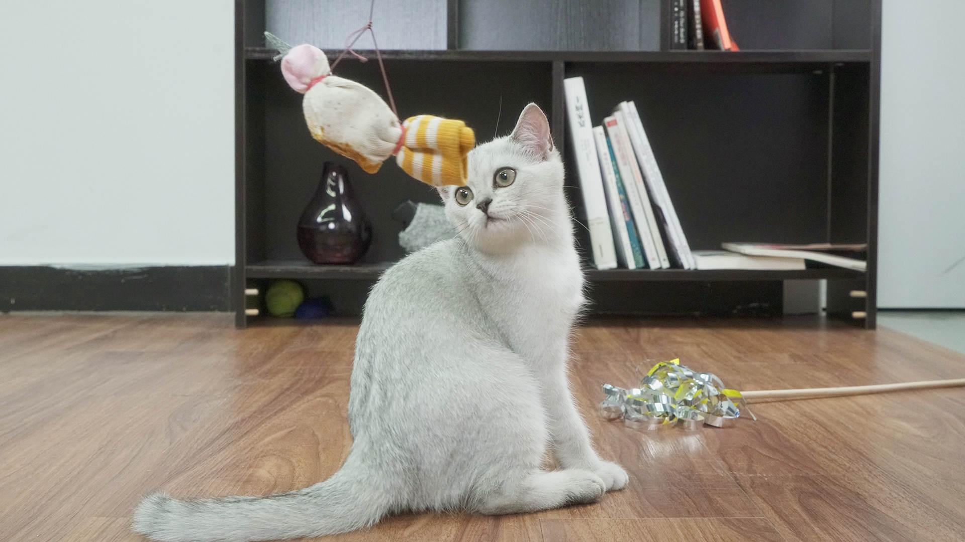 举起爪儿来 自制创意逗猫棒【举起爪儿来】