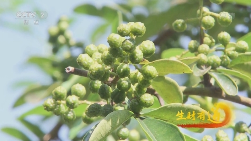 生财有道 《生财有道》 20220913 咱们家乡有特产——秋日鲁甸 好物相伴