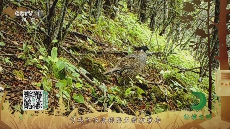 《秘境之眼》 勺鸡 20210421