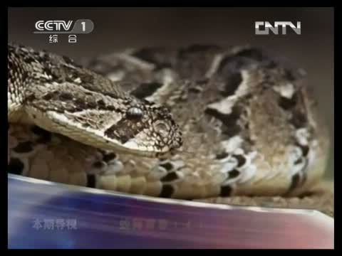 动物世界 《动物世界》 20130428 蛇舞青春（上）