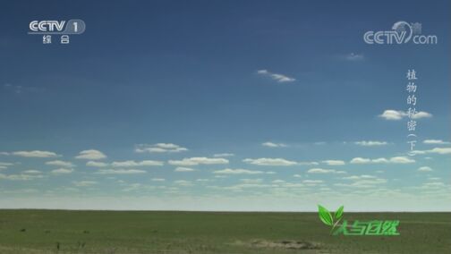 人与自然 《人与自然》 20200731 植物的秘密（下）