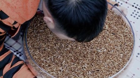 第六集 杜海涛农庄尝百虫