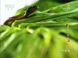 动物世界 《动物世界》 20180420 速度与生存（三）