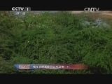 人与自然 《人与自然》 20140603 捕食者的本能-犬科动物（下）
